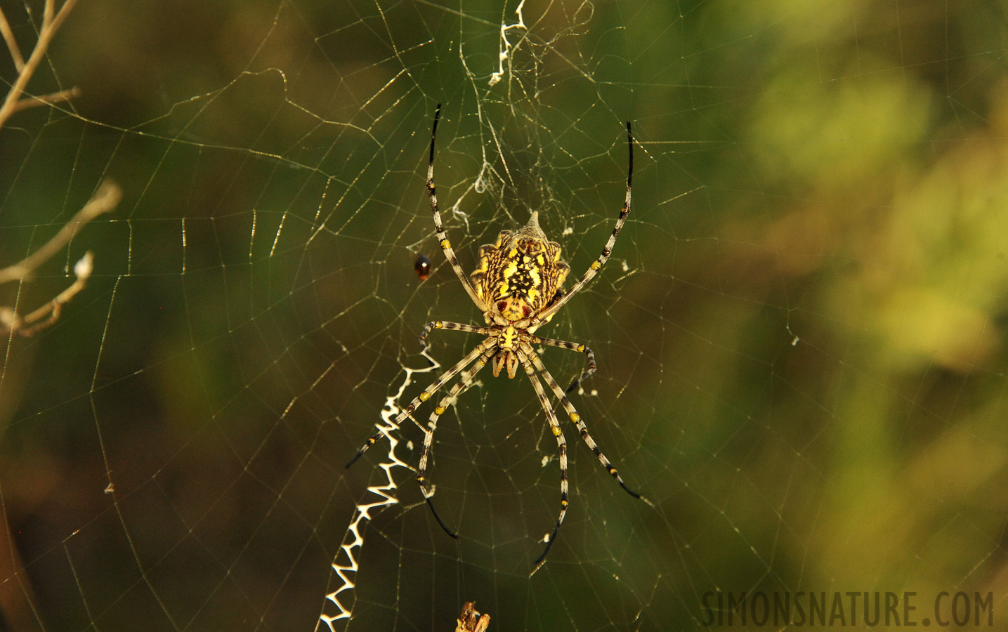 Argiope sp [300 mm, 1/1600 sec at f / 8.0, ISO 2500]